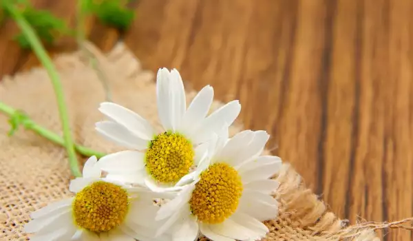 Chamomile is a herb for love