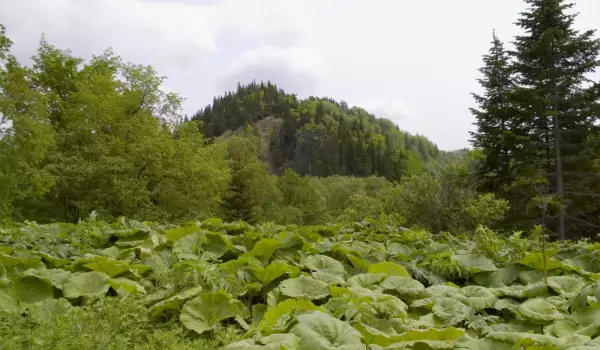 Common Butterbur plant