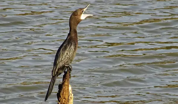 малък корморан външен вид