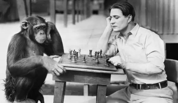 Man Monkey Chess