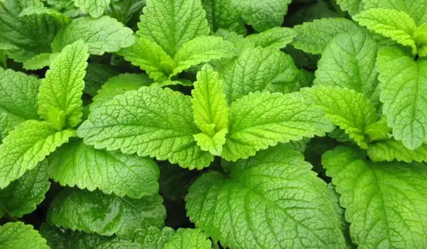 Lemon balm