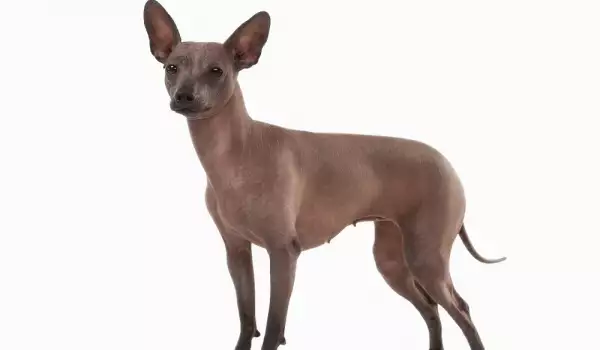 Hairless Dog