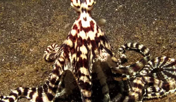 Mimic Octopus