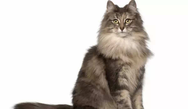 Norwegian Forest Cat