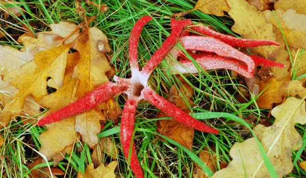 Devil's Fingers Mushroom