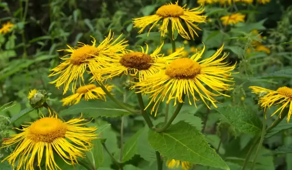 Magic Herbs for Love