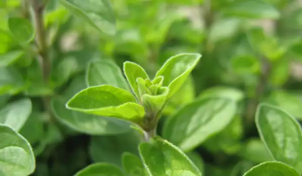 Fresh Oregano