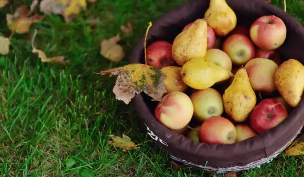 Pears and Apples