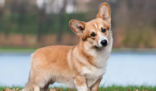 Corgi