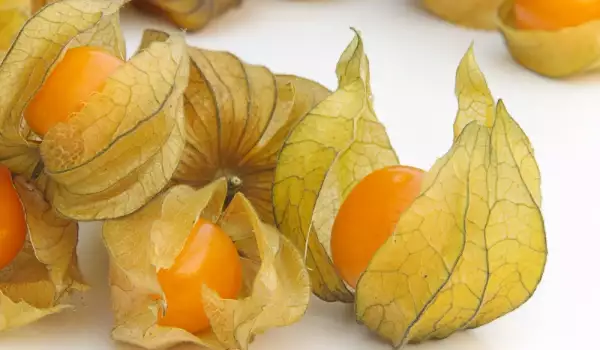 Physalis