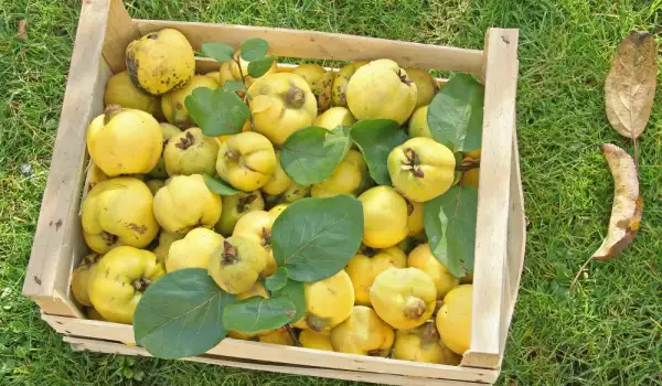 A crate of quinces