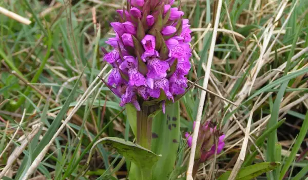 Orchid herb