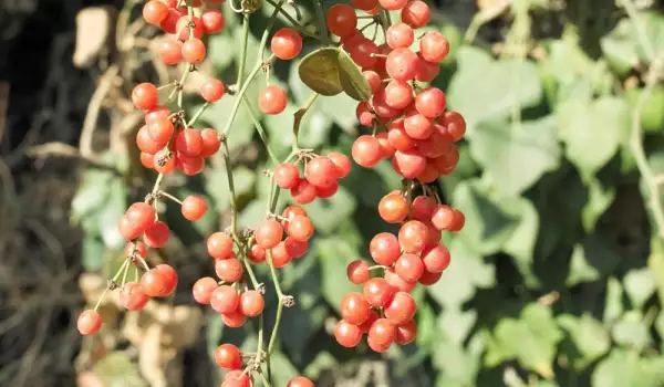 Smilax officinalis