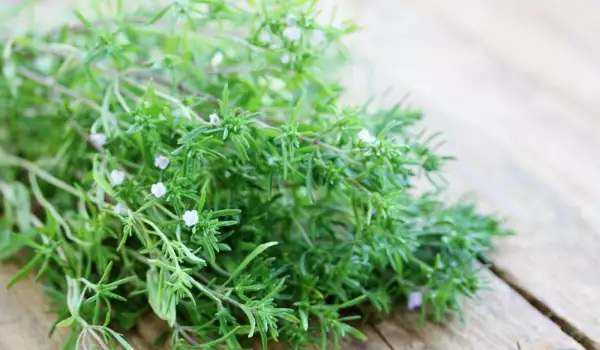 Fresh savory herb