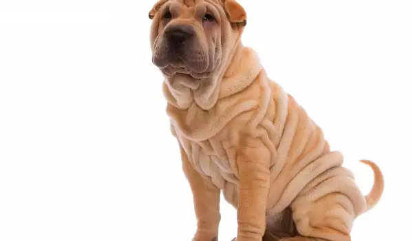 Shar Pei