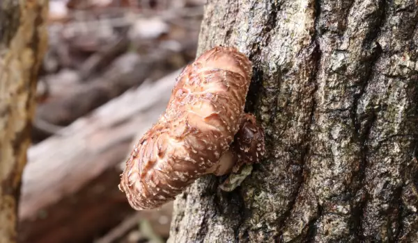 Shiitake Mushrooms on a Tree