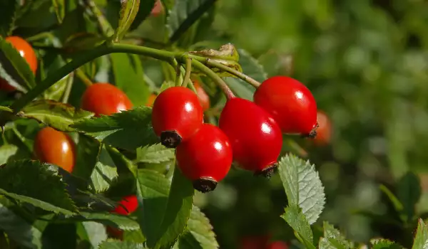 Fresh rose hips