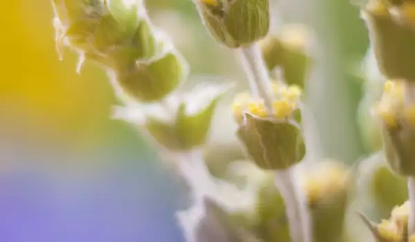 Mountain tea is male viagra