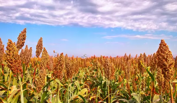 Cultivo de sorgo