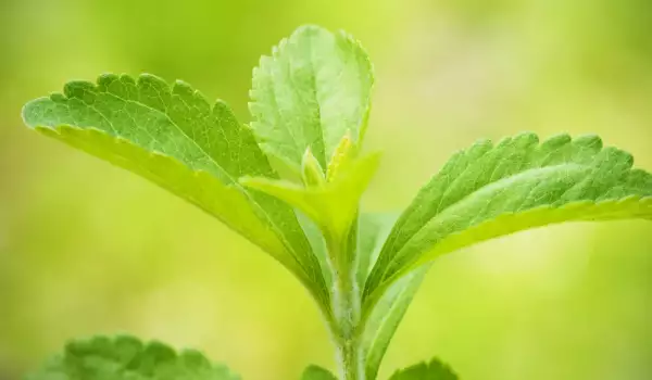 Die Pflanze Stevia