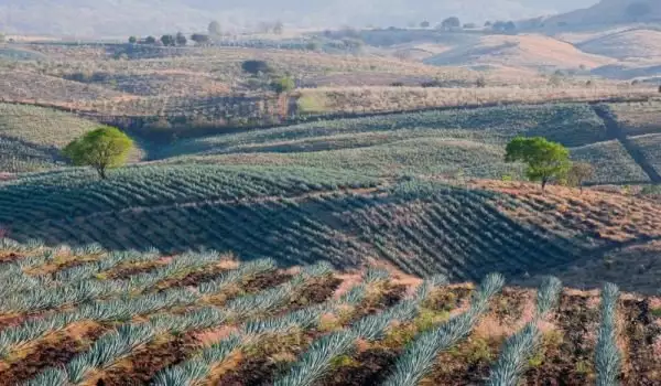 Plantații de agave