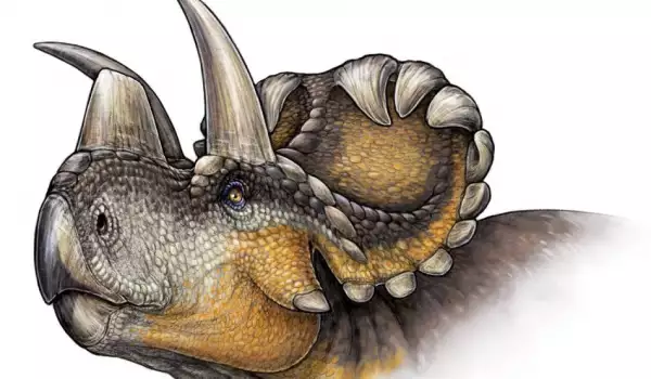 Wendiceratops