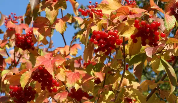 Guelder Rose Shrub