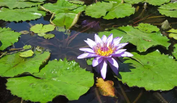 Water Lilly