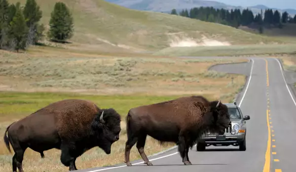 Bison