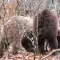 Tourist Boom in the Bear Park Near Belitsa