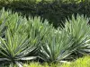 Agave