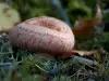 Falso níscalo (Lactarius torminosus)