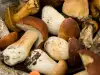 ¿Tienen los boletus contrapartes venenosas?