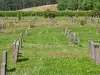 Love in a cemetery